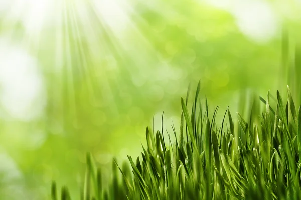 Gras auf Bokeh-Hintergrund — Stockfoto