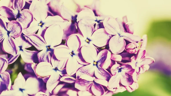 Små violetta blommor — Stockfoto