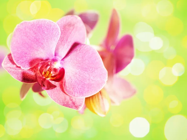 Flor de orquídea rosa — Fotografia de Stock