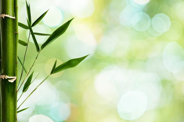 Bamboe op bokeh achtergrond — Stockfoto