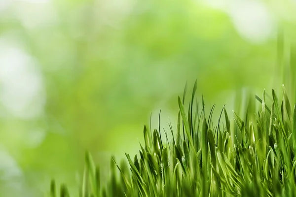 Background with green grass — Stock Photo, Image