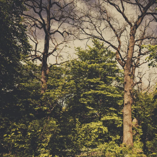 Árvores assustadoras na floresta — Fotografia de Stock