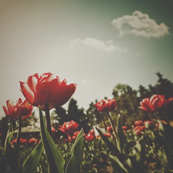 Tulipa flores closeup — Fotografia de Stock