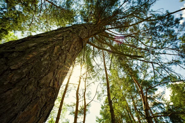 Velké borovice — Stock fotografie