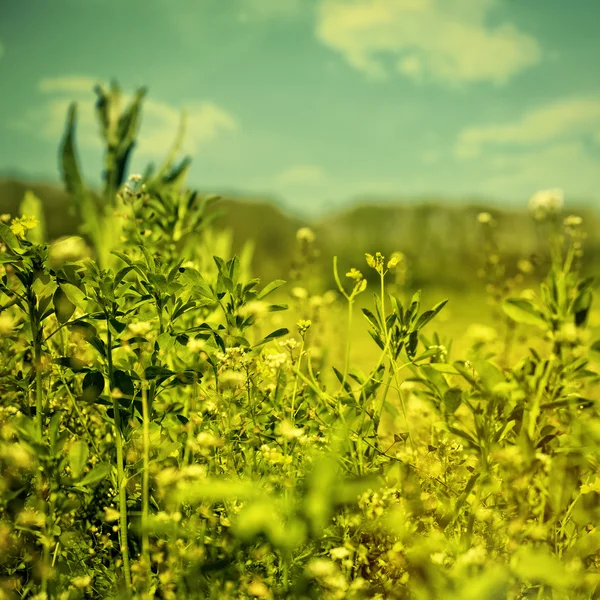Schöne grüne Wiese — Stockfoto