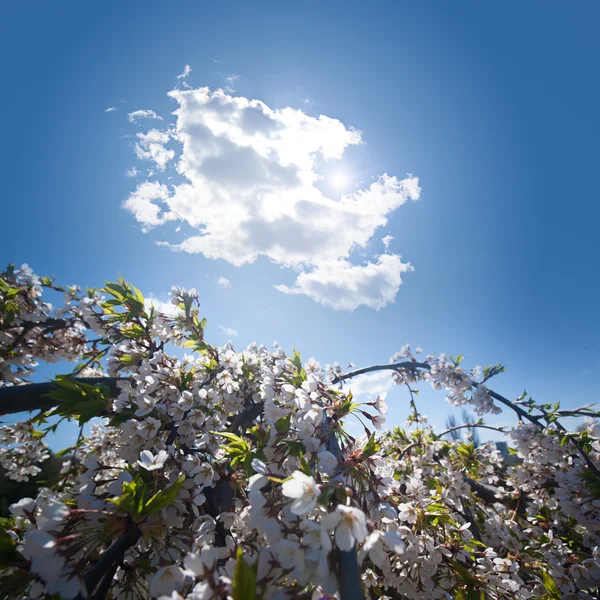 Fiori di ciliegio bianco — Foto Stock