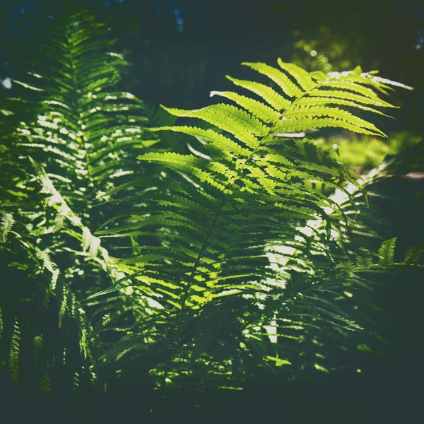 Herbe fougère dans la forêt sauvage — Photo