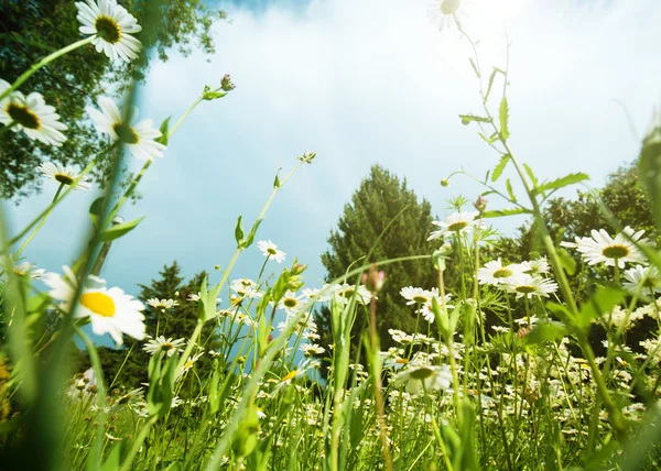 白いデイジーの草原 — ストック写真