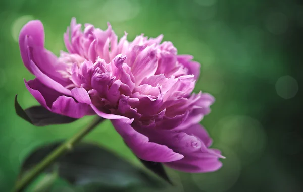 Peonía flor sobre verde — Foto de Stock