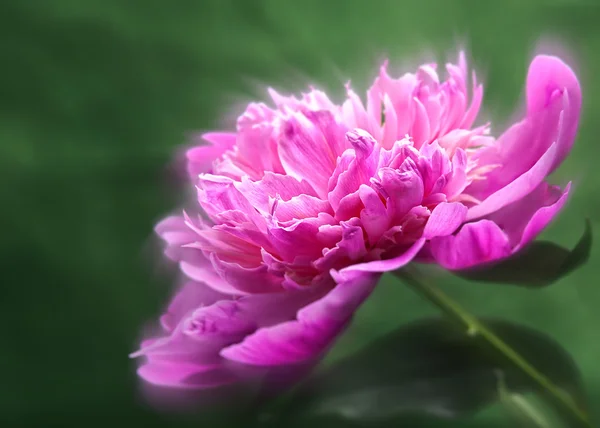 Peônia flor sobre verde — Fotografia de Stock