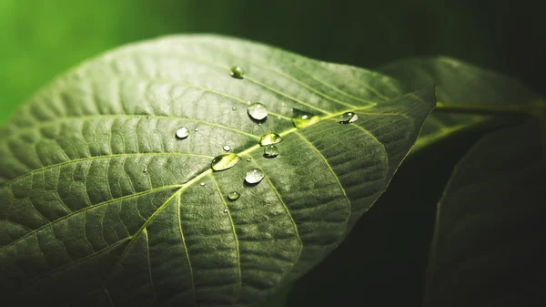 Gota de agua en la superficie de la hoja —  Fotos de Stock