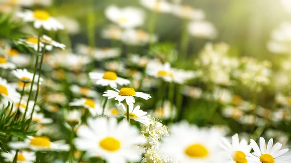 Piękna stokrotka kwiaty na łące — Zdjęcie stockowe