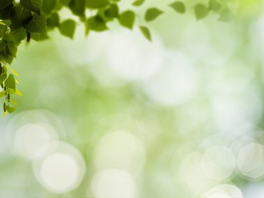 yeşil bitki örtüsü ve güzellik bokeh