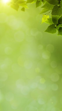 Soyut doğal afiş yeşil yeşillik ile