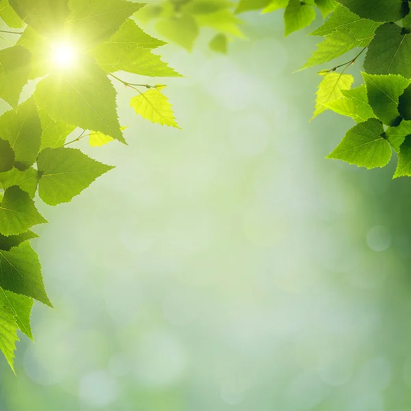 Abstrakt naturliga bakgrund med gröna blad — Stockfoto