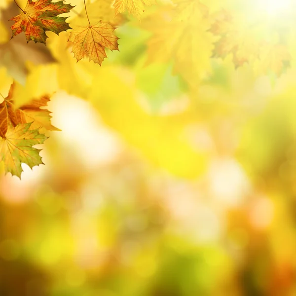 Herbstlicher Hintergrund mit Blättern — Stockfoto