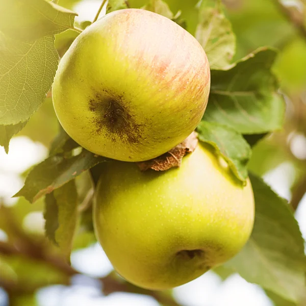 Delicious apples on the tree. — Stock Photo, Image