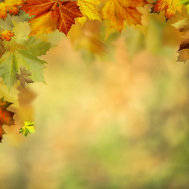 Akçaağaç yapraklı sonbahar arkaplanı