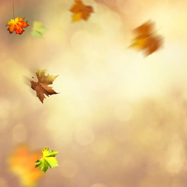 Autumnal background with maple leaves — Stock Photo, Image