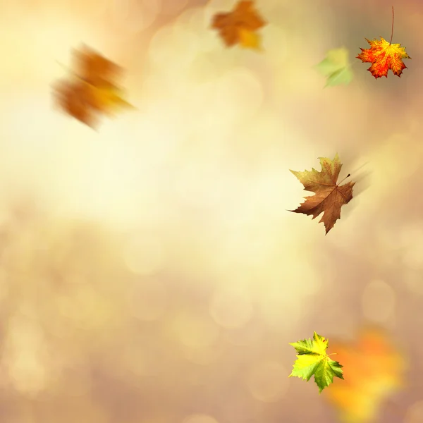 Autumnal background with maple leaves — Stock Photo, Image