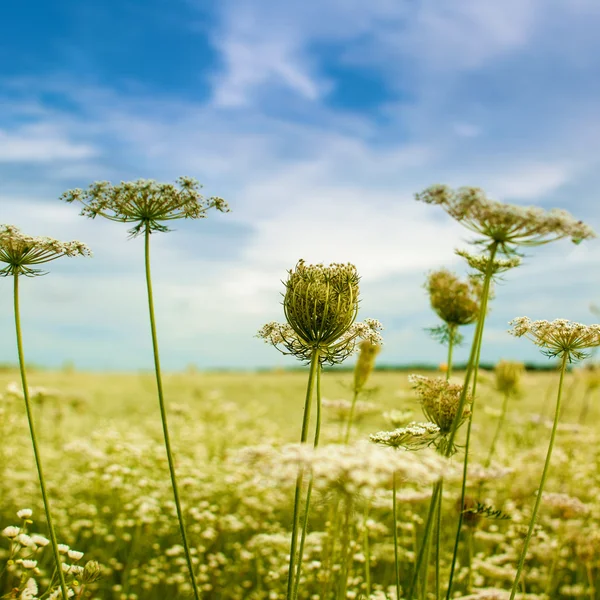 Flores silvestres bajo el cielo azul — Foto de Stock