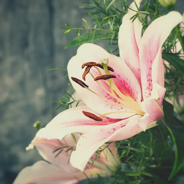 Prachtige lelie bloemen — Stockfoto