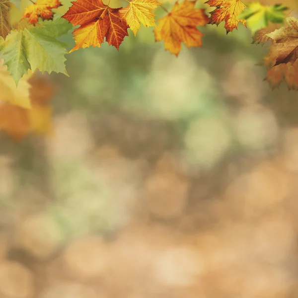 Podzimní pozadí s javorovými listy — Stock fotografie