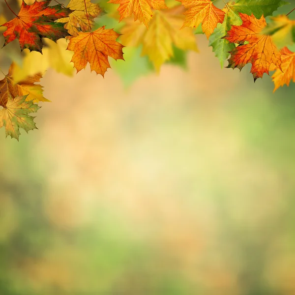 Herbst Hintergrund mit Ahornblättern — Stockfoto