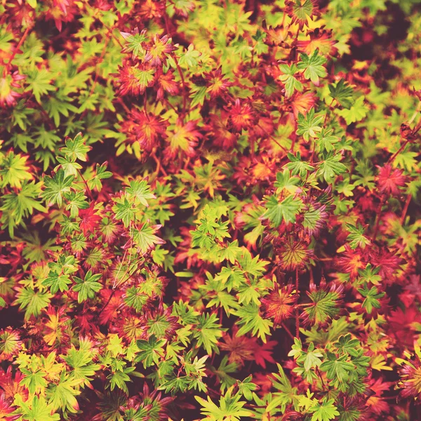 Fondo de hojas otoñales — Foto de Stock