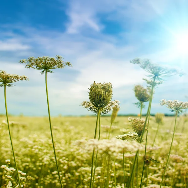 Wilde bloemen onder de blauwe hemel — Stockfoto