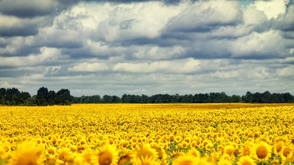 Sunflowers under the dramatic sky — Stock Photo, Image