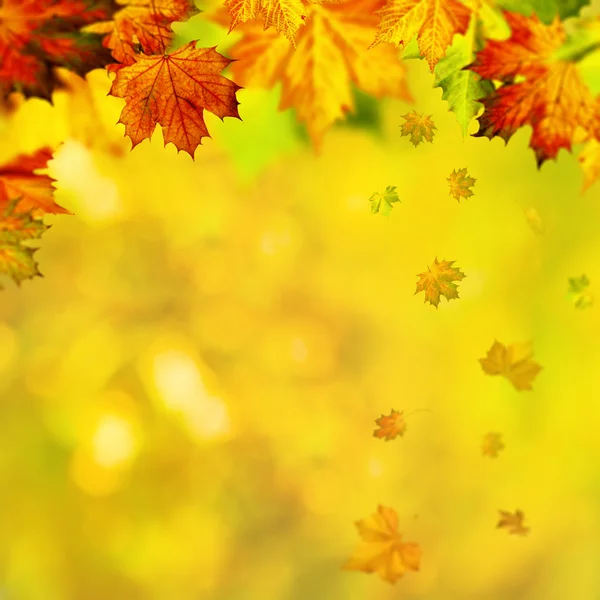 Podzimní pozadí s javorovými listy — Stock fotografie