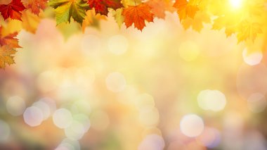 bulanık arka plan bitki örtüsü ile