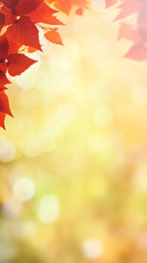 bulanık arka plan bitki örtüsü ile