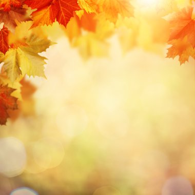 bulanık arka plan bitki örtüsü ile