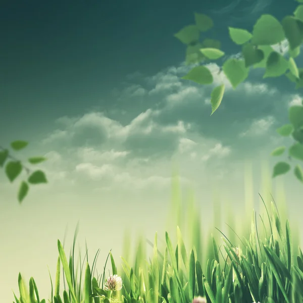 녹색 단풍 자연 배경 — 스톡 사진
