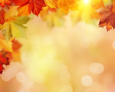 bulanık arka plan bitki örtüsü ile