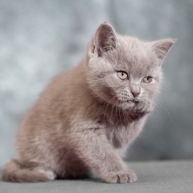Kedi hayvan yavruları