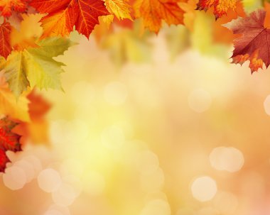 bulanık arka plan bitki örtüsü ile