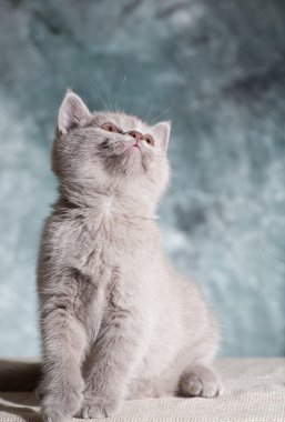 Kedi hayvan yavruları