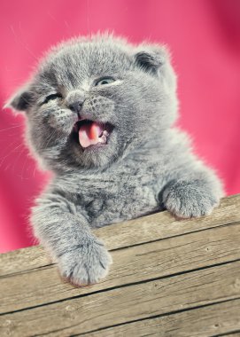 Kedi hayvan yavruları