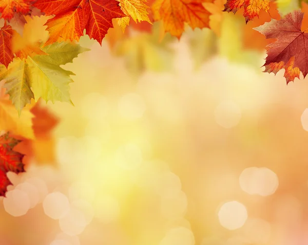 Blurry background with foliage — Stock Photo, Image