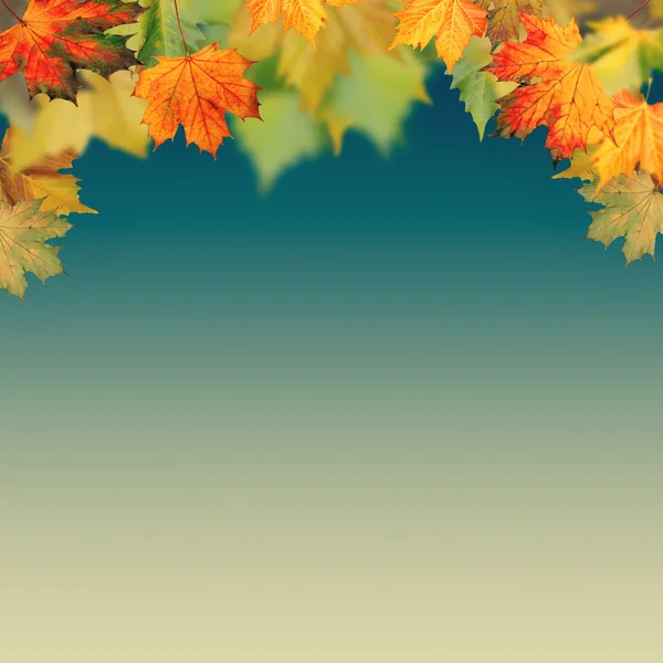 Autumn foliage background — Stock Photo, Image