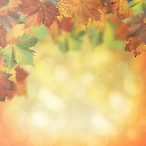 Blurry background with foliage — Stock Photo, Image