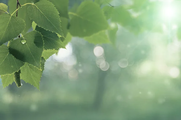 비 후 녹색 단풍. — 스톡 사진