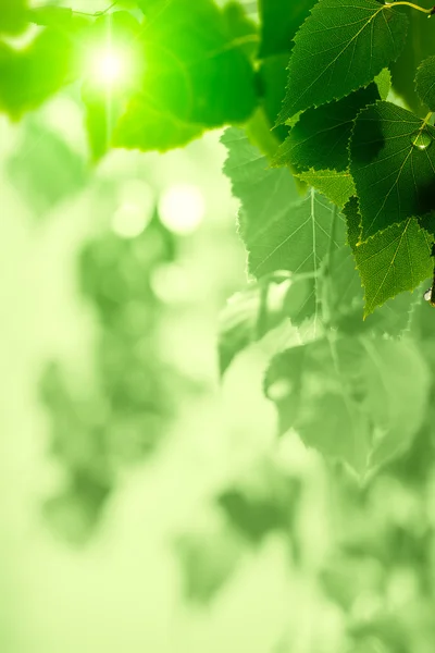 Groene gebladerte na de regen. — Stockfoto