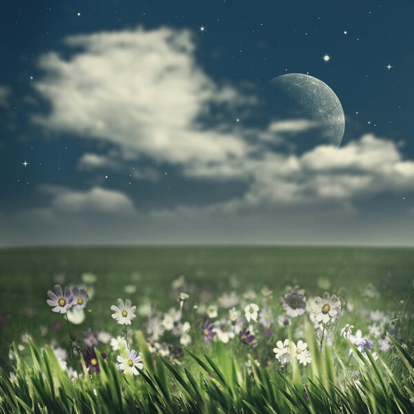 Summer night. Natural background with beautiful flowers