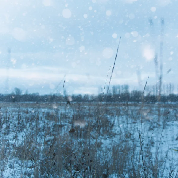 Campo coberto de neve — Fotografia de Stock