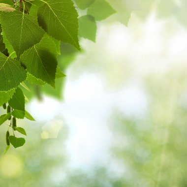 Huş ağacı yaprakları ile yaz arka plan