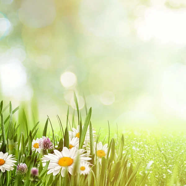 Beleza fundo natural com flores de camomila — Fotografia de Stock